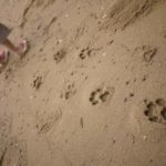 砂場を歩いて超楽しい☆ ユニークな足跡を残せるKIKO+のサンダル「ASHIATO」