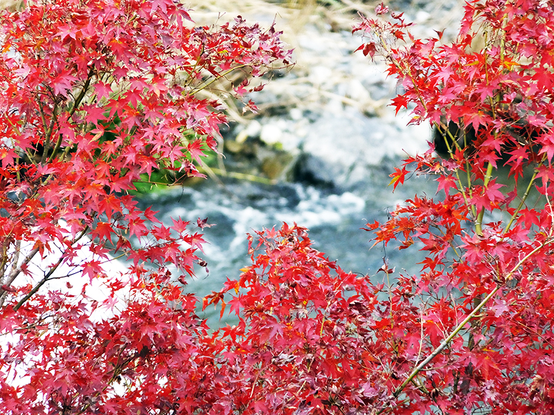 紅葉も十分に楽しめる 気軽に行けるハインキグ 摂津峡をぶらり散策 大阪府 高槻市 Burari ぶらり気ままな散策記